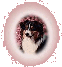 Come take a peek at our past. Dogs that had a big influence on our breeding program.