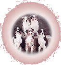 Come In and meet the family!
